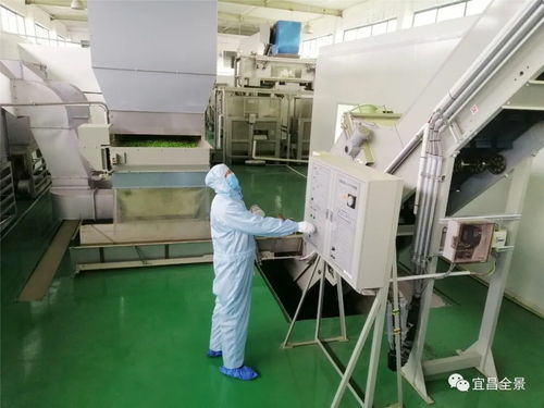 宜昌 蕭氏 無人工廠 春茶戰(zhàn) 疫